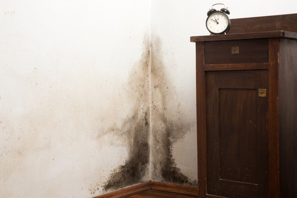 Smart Ways to Identify Black Mold in Your Home for a Healthy Environment in 2025