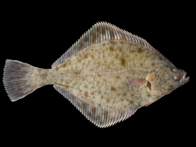 Healthy Flounder Meal