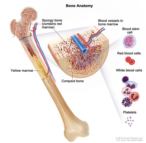 Delicious bone marrow prepared deliciously