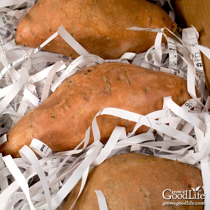 How to Properly Store Sweet Potatoes for Maximum Freshness in 2025