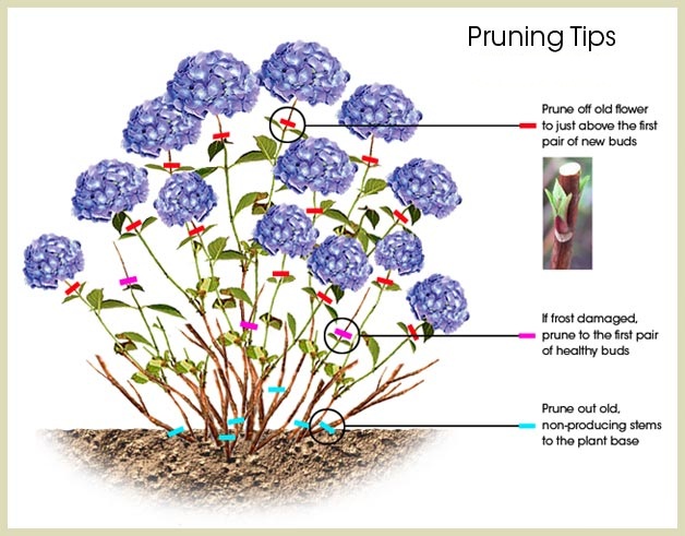 Smart Ways to Prune Hydrangeas for a Thriving Garden in 2025 – Discover Essential Tips!