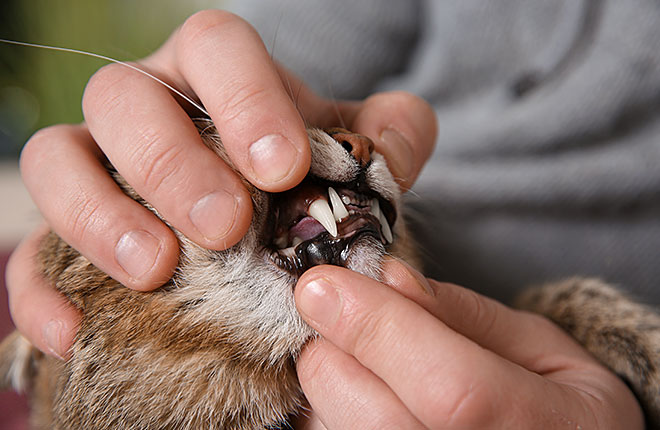 Smart Ways to Brush Cats’ Teeth in 2025: Improve Your Feline’s Oral Health