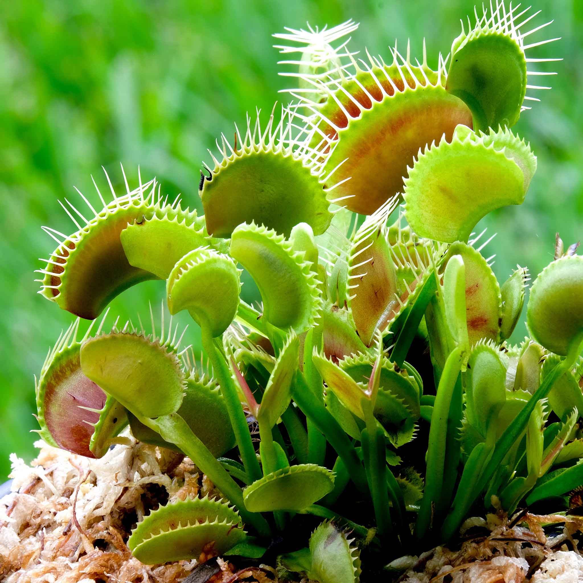 Fly Trap Image 2