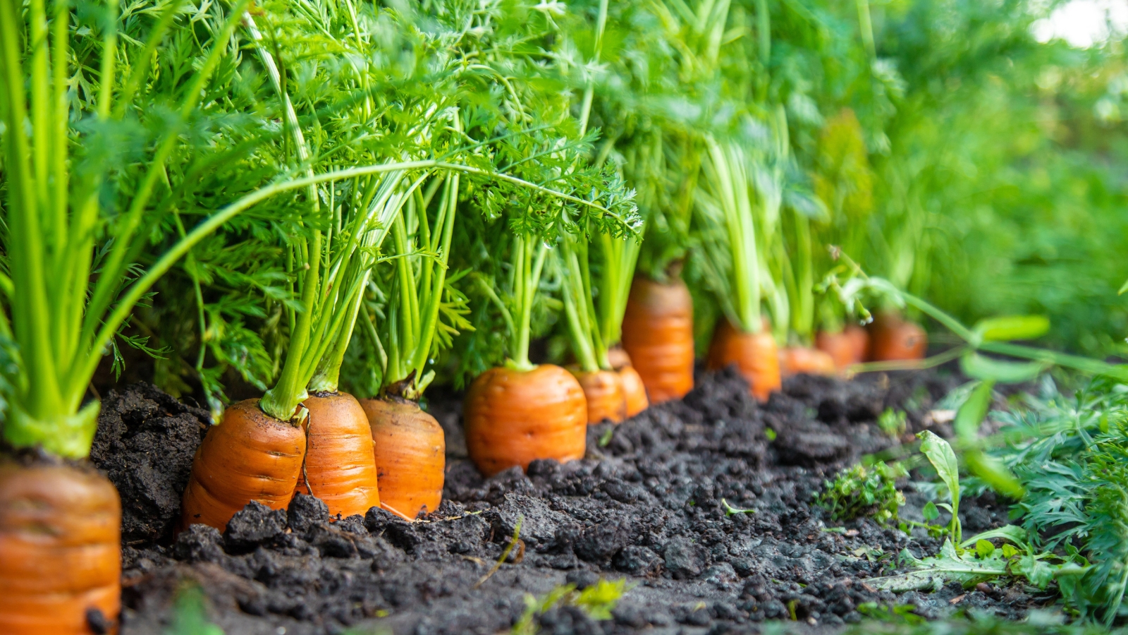 How to Properly Plant Carrots for Maximum Growth in 2025 – Expert Tips Inside!