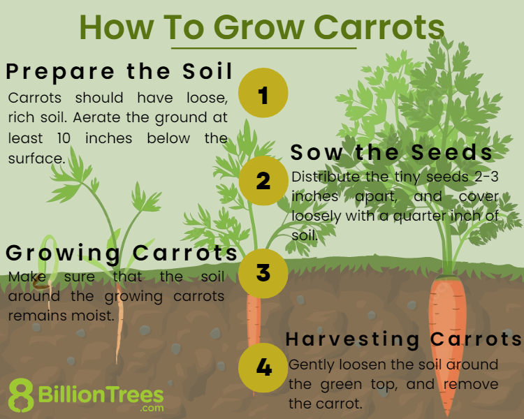 How to Plant Carrots