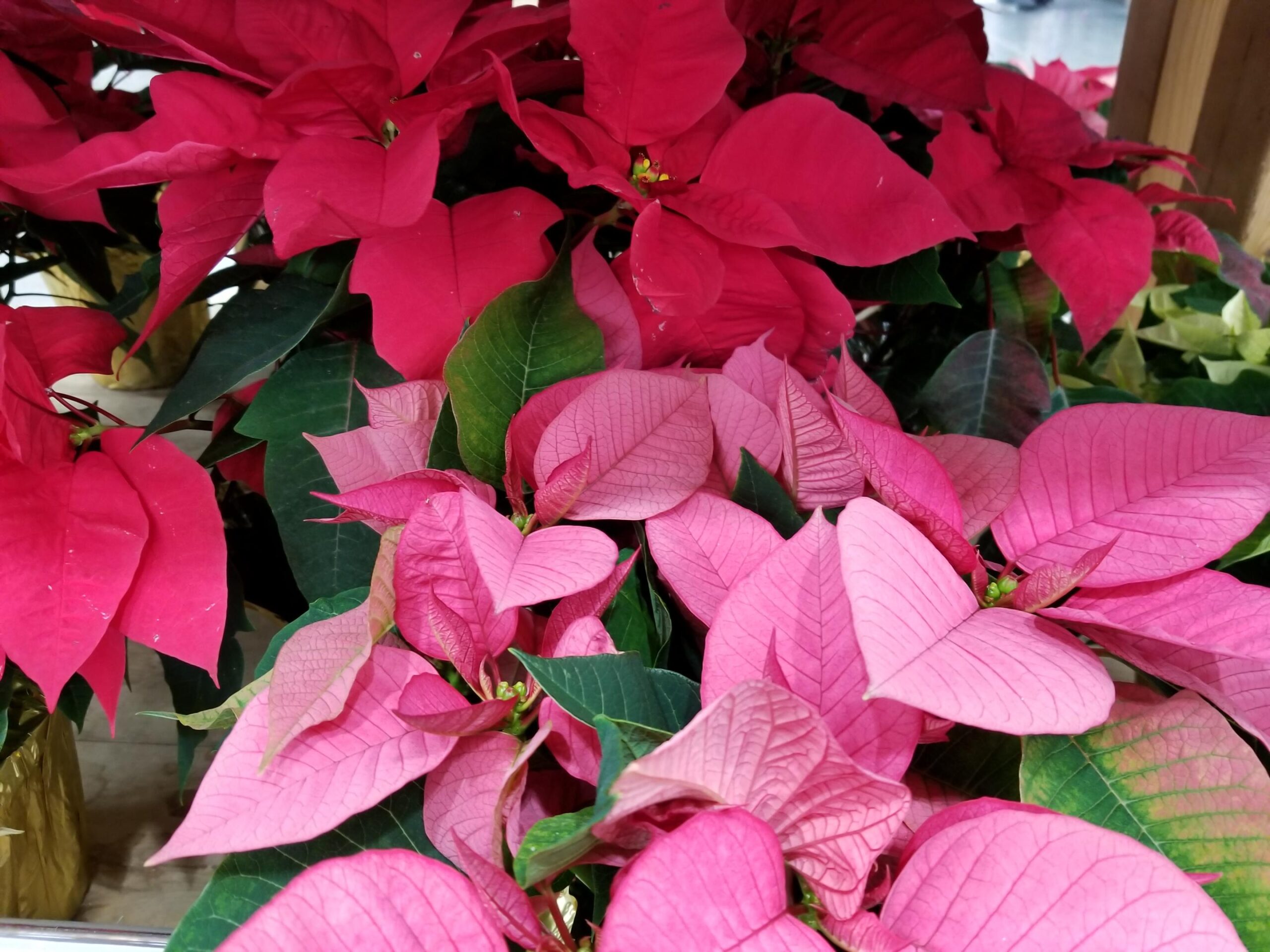 How to Properly Care for Poinsettias: Smart Tips for a Vibrant Holiday 2025