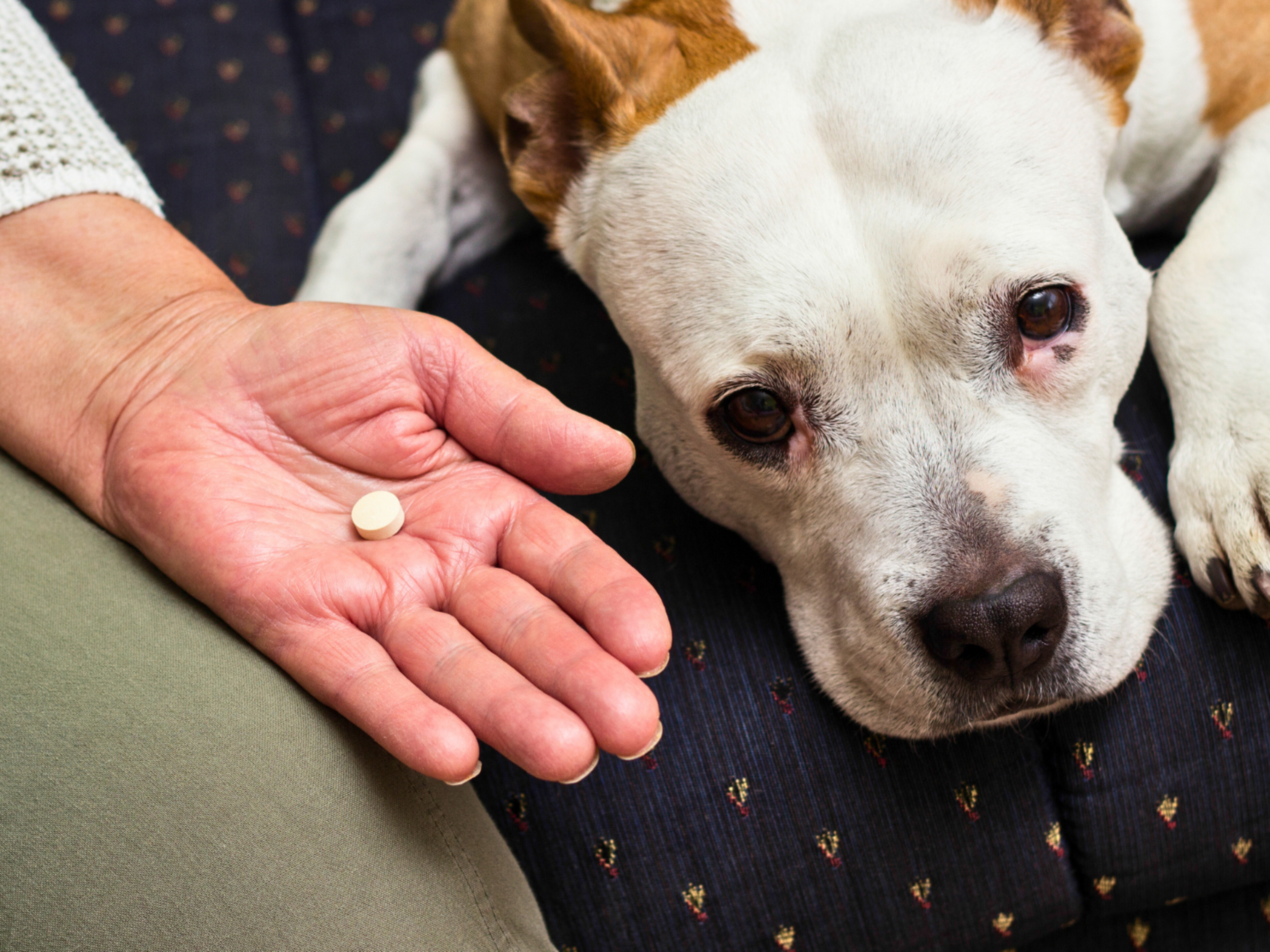 Benadryl dosage for dogs