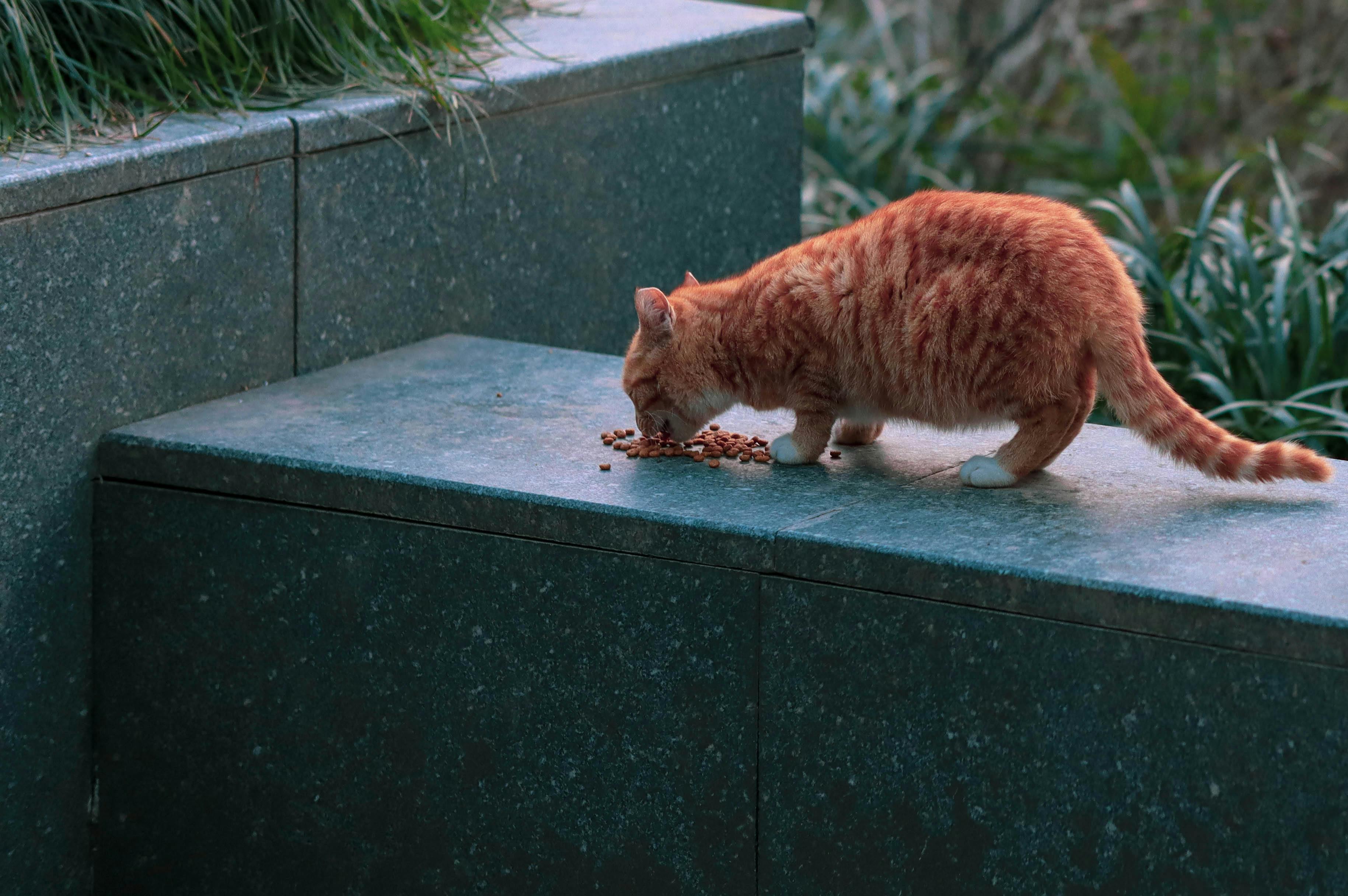 Kittens Eating