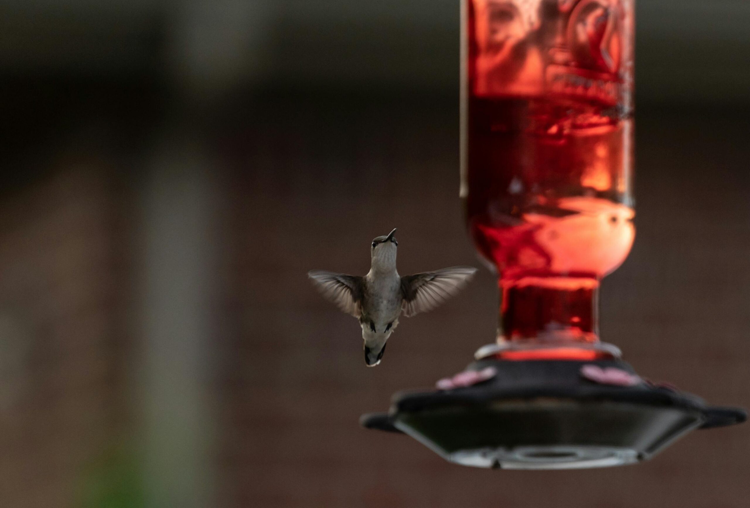 How to Properly Make Sugar Water for Hummingbirds: Essential Guide for 2025