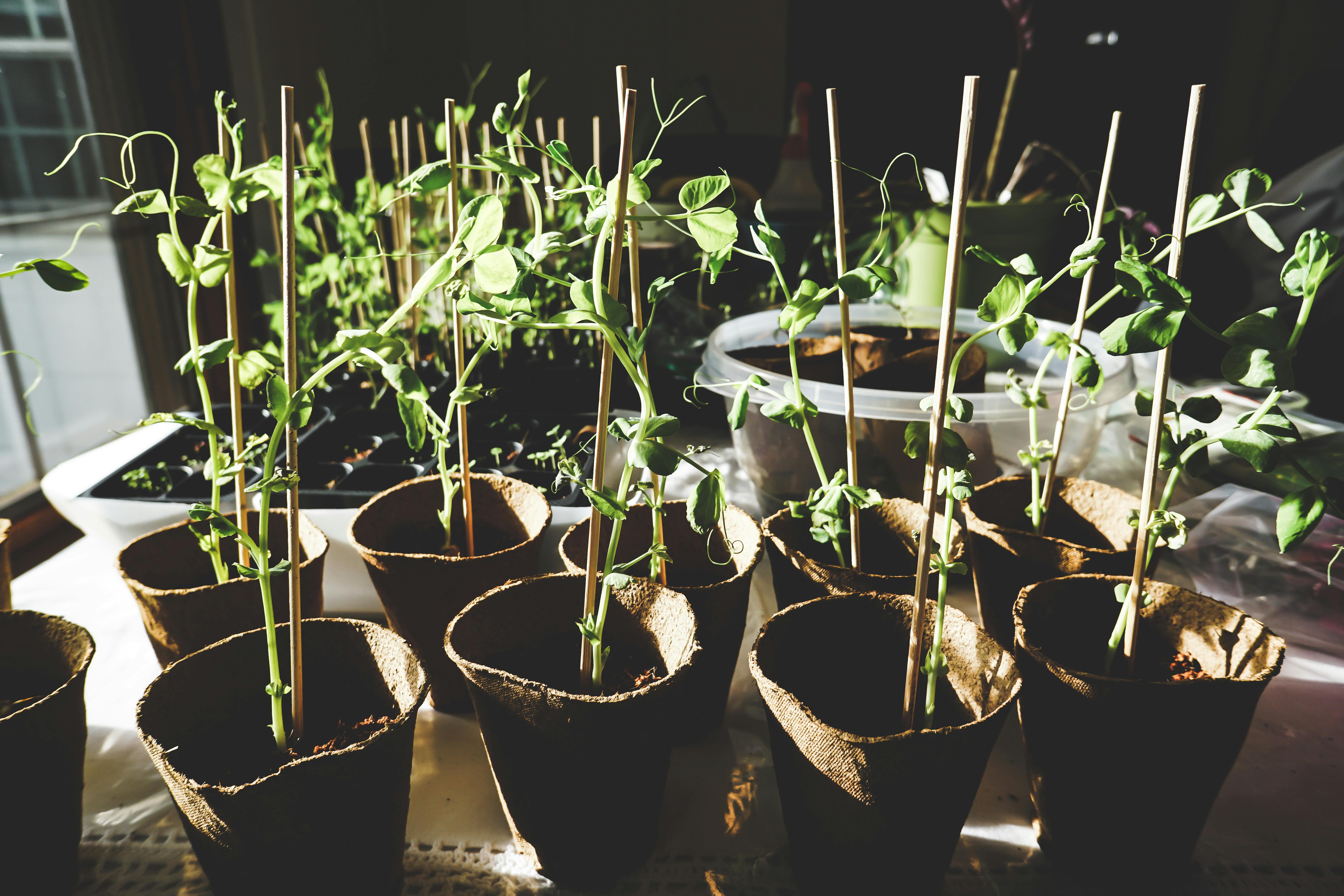 Healthy Strawberry Plants in Containers