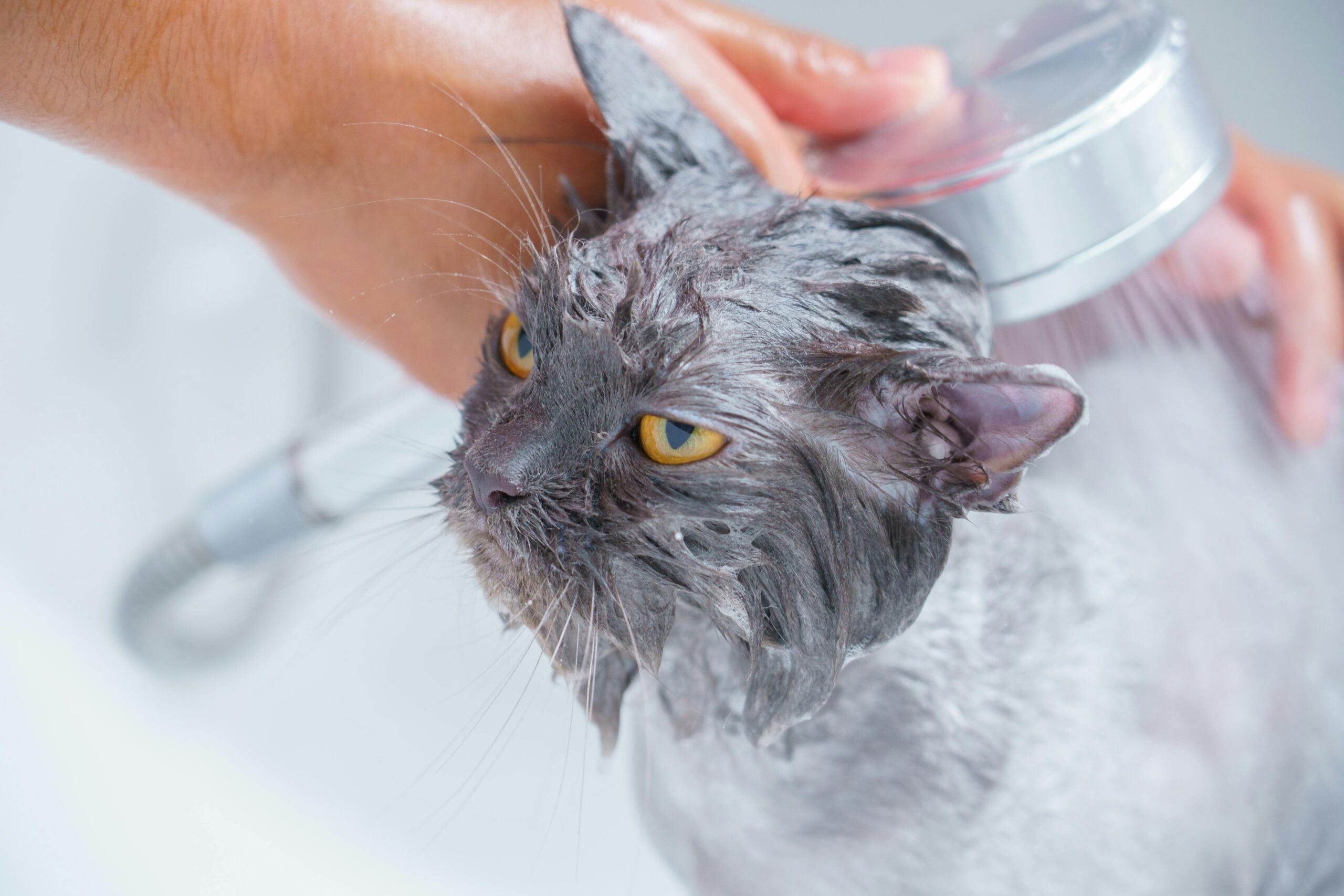 How to Properly Wash a Cat: Effective Tips for a Stress-Free Bath in 2025